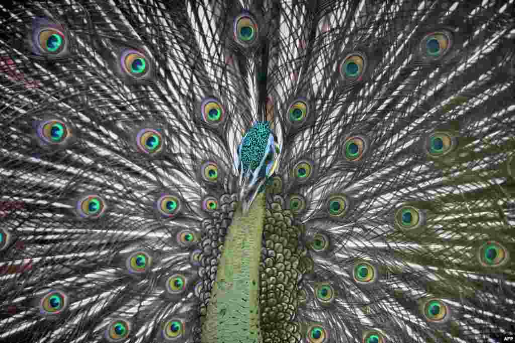 A peacock is seen inside its enclosure at Jurong Bird Park in Singapore.