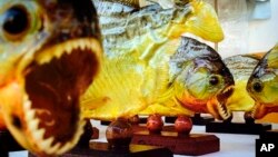 Piranha kering di sebuah pasar di Curitiba, Brasil, 2014. (Foto: Dok/AP)