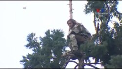 SHORT VIDEO: Մարդ սեքվոյա ծառի գագաթին