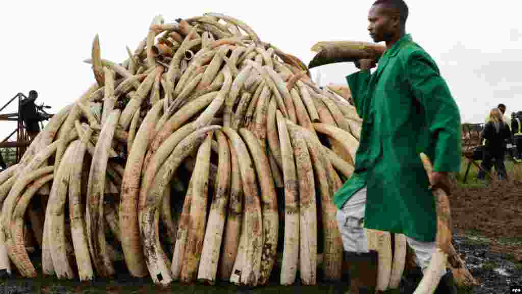 Un stock d'ivoire, à Nairobi, le 20 avril 2016.(epa/DANIEL IRUNGU)