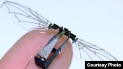 With a tiny carbon fiber body and wings made of thin plastic sheets, this robotic fly was inspired by the way real insects move. The wings are controlled by a minuscule flight muscle or ‘actuator’ that drives wing movement when a voltage is applied. (By the Wood lab)