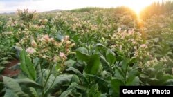 Hybrid tobacco plants at a test farm for aviation biofuel production in Limpopo province, South Africa. (Photo credit: Sunchem South Africa) 