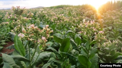 dunbar tobacco Auction #71575 [dr_sittles]