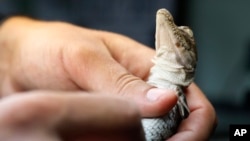 Wildlife biologist/crocodile specialist Michael Lloret holds a baby crocodile on one of the berms along the cooling canals next to the Turkey Point Nuclear Generating Station, July 19, 2019, in Homestead, Fla.