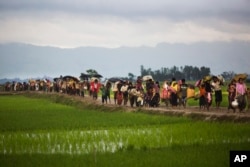 FILE - In this Sept. 1, 2017, file photo, members of Myanmar's Rohingya ethnic minority walk past rice fields after crossing the border into Bangladesh near Cox's Bazar's Teknaf area. (AP Photo/Bernat Armangue, File)