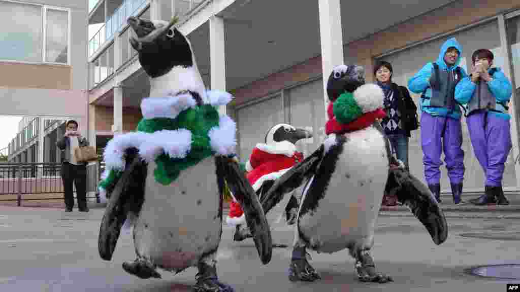 Pinguins do Cabo vestidos a rigor participam no evento de Natal do Aquário Hakkeijima Sea Paradise em Yokohama, nos arredores de Tóquio. Dez. 15, 2013. 