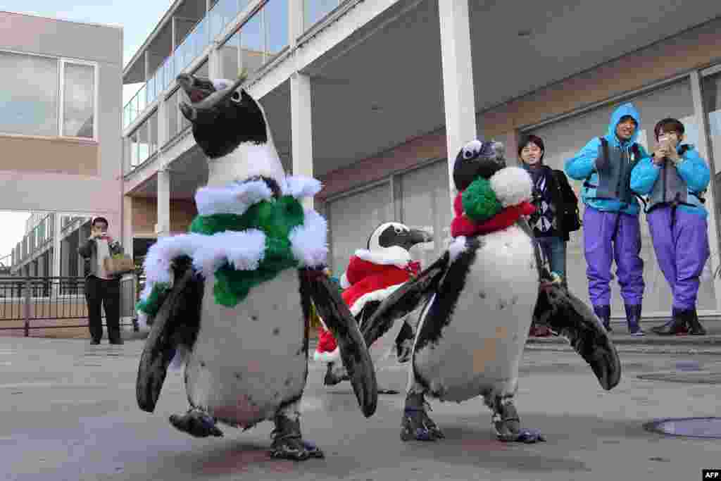 Cape penguins dressed in Christmas costumes take part in a Christmas event at the Hakkeijima Sea Paradise aquarium in Yokohama, suburban Tokyo, Japan.