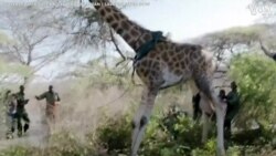 Giraffes Saved From Floods in Kenya