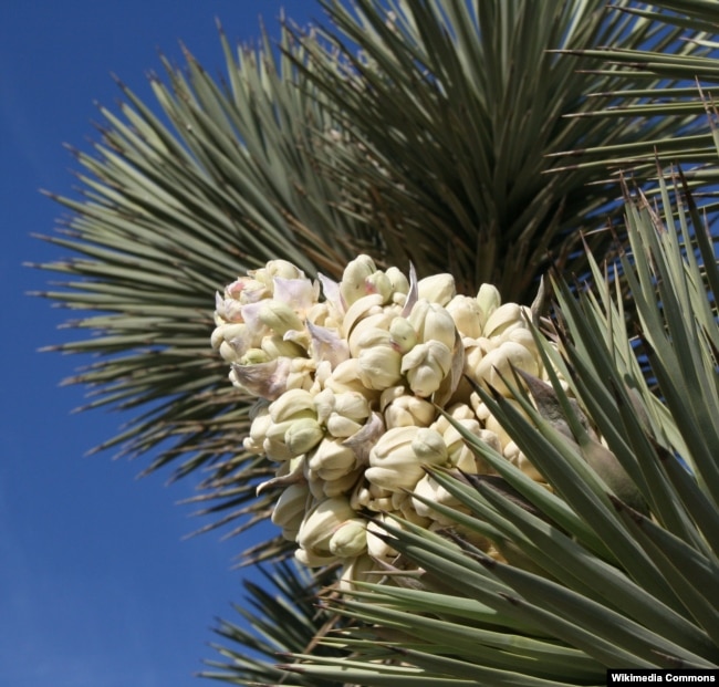 The white wildflowers of Joshua trees