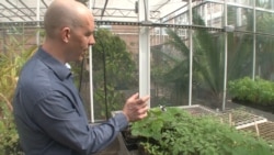 This scientist, Rob Dunn, looks for unwanted insects in a greenhouse at North Carolina State University. (S. Baragona/VOA)