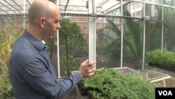 This scientist, Rob Dunn, looks for unwanted insects in a greenhouse at North Carolina State University. (S. Baragona/VOA)