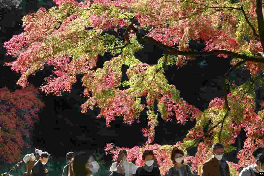 Visitors wearing face masks walk through the colorful autumn leaves at a park in Tokyo, Japan.
