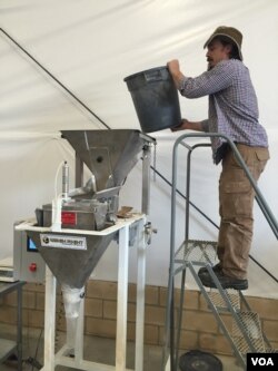 The Teff Company founders' son Gareth Carlson joined the family business. Here, he loads teff flour into a packaging machine. (Credit: Tom Banse)
