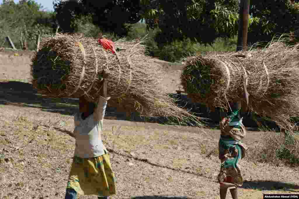 Wanawake wakihamisha nyasi katika barabara ya Palm