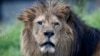 美国将非洲狮列入濒危动物名单