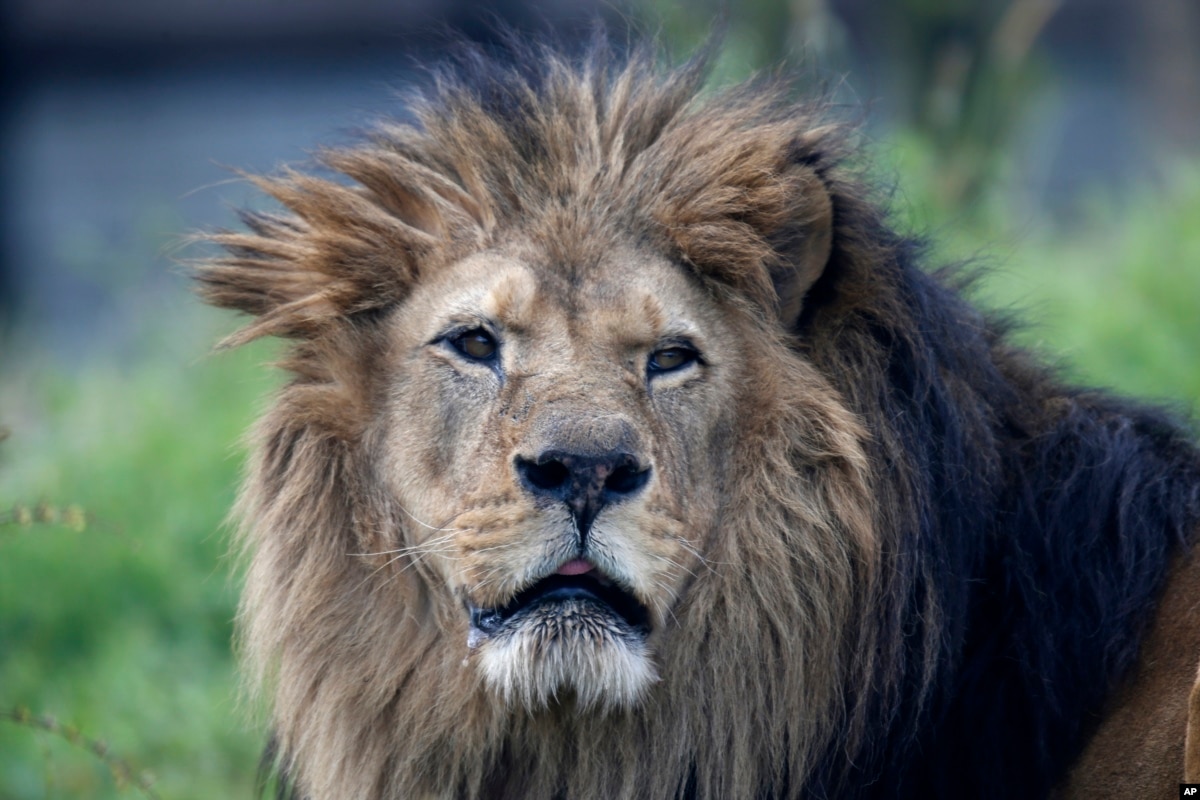 West African Lions Under Threat in Senegal