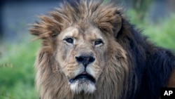 FILE - An African lion at the Paris Zoological Park, Bois de Vincennes, east of Paris, April 8, 2014.