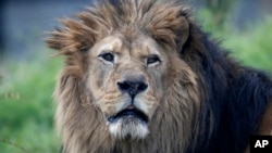 An African lion at the Paris Zoological Park, Bois de Vincennes, east of Paris, April 8, 2014.