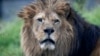 US Adds African Lions to Endangered List