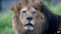 FILE - An African lion at the Paris Zoological Park, Bois de Vincennes, east of Paris, April 8, 2014.