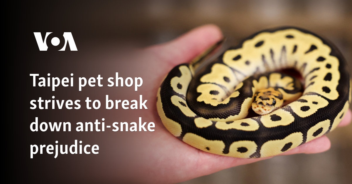 Taipei pet shop strives to break down anti-snake prejudice