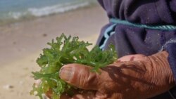 Quiz - The Health Benefits of Seaweed