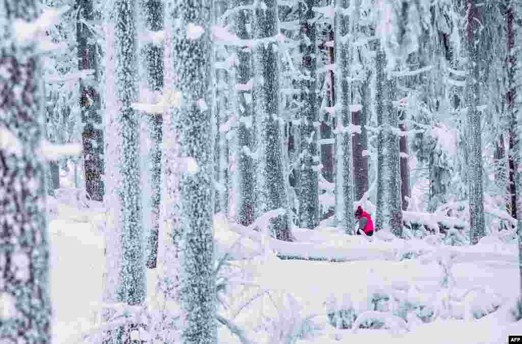 A woman walks through the snowy forest on the Grosser Feldberg mountain in the Taunus region near Frankfurt am Main, western Germany. 