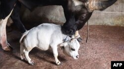 Dans une ferme d'élevage de Charigram, au Bangladesh, un bovin domestique se tient à côté d'une vache naine nommée Rani, dont les propriétaires ont demandé à figurer dans le Livre Guinness des records comme étant la plus petite vache du monde. 