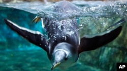 Los pingüinos utilizan un sistema parecido al de los humanos cuando se encuentran en un embotellamiento vehicular.