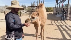 Los camellos en México: Una historia de adaptación y Cuidado