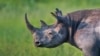 Botswana Loses a Third of Rhinos to Poaching 