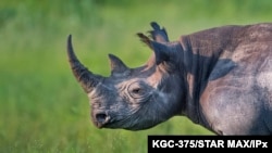 Undated picture released by Kensington Palace of Prince Harry who is the new Patron of Rhino Conservation Botswana.