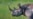 Poaching, Natural Causes Decimate Botswana's Rhino Population