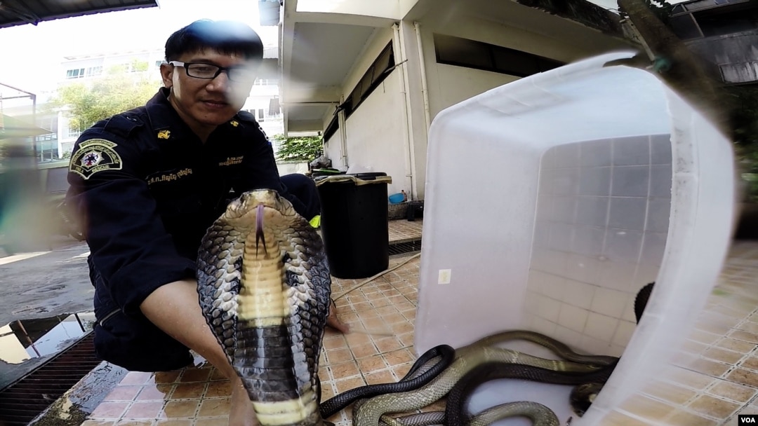 Khun Pinyo handles a venomous cobra snake, Feb. 28, 2016. (Z. Aung/VOA)