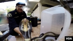 Anh Khun Pinyo xử lý một con rắn hổ mang có nọc độc, ngày 28 tháng 2 năm 2016. (Z. Aung / VOA)