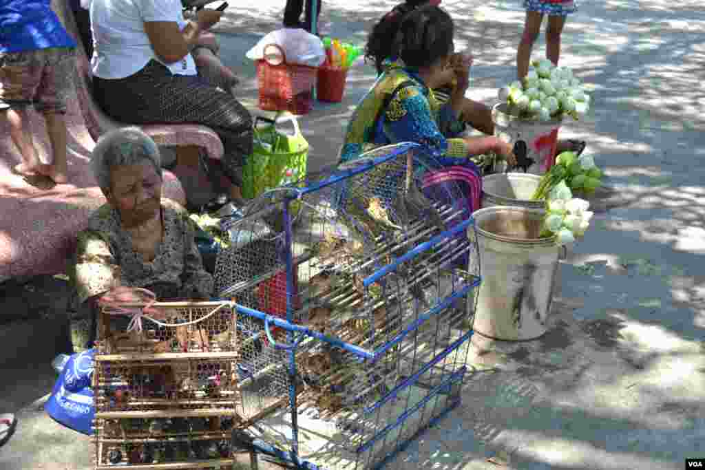 អ្នក​លក់​ចាបនៅ​វត្ត​កោះ​ ក្នុង​ក្រុង​ភ្នំពេញ​ ថ្ងៃ​អង្គារ ទី​២៦ ខែ​កញ្ញា ឆ្នាំ​២០១៨។ (ណឹម សុភ័ក្រ្តបញ្ញា/VOA)