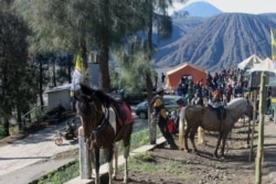 Sejumlah kuda tertambat siap mengantar pengunjung mengelilingi sejumlah obyek wisata di Gunung Bromo, Jawa Timur. (Foto: VOA/Petrus Riski)