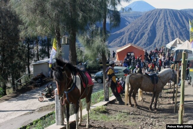 Sejumlah kuda tertambat siap mengantar pengunjung mengelilingi sejumlah obyek wisata di Gunung Bromo, Jawa Timur. (Foto: VOA/Petrus Riski)