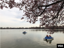 People ride on the Tidal Basin in Washington, D.C. shortly before the so-called "peak bloom" of Washington's cherry trees.