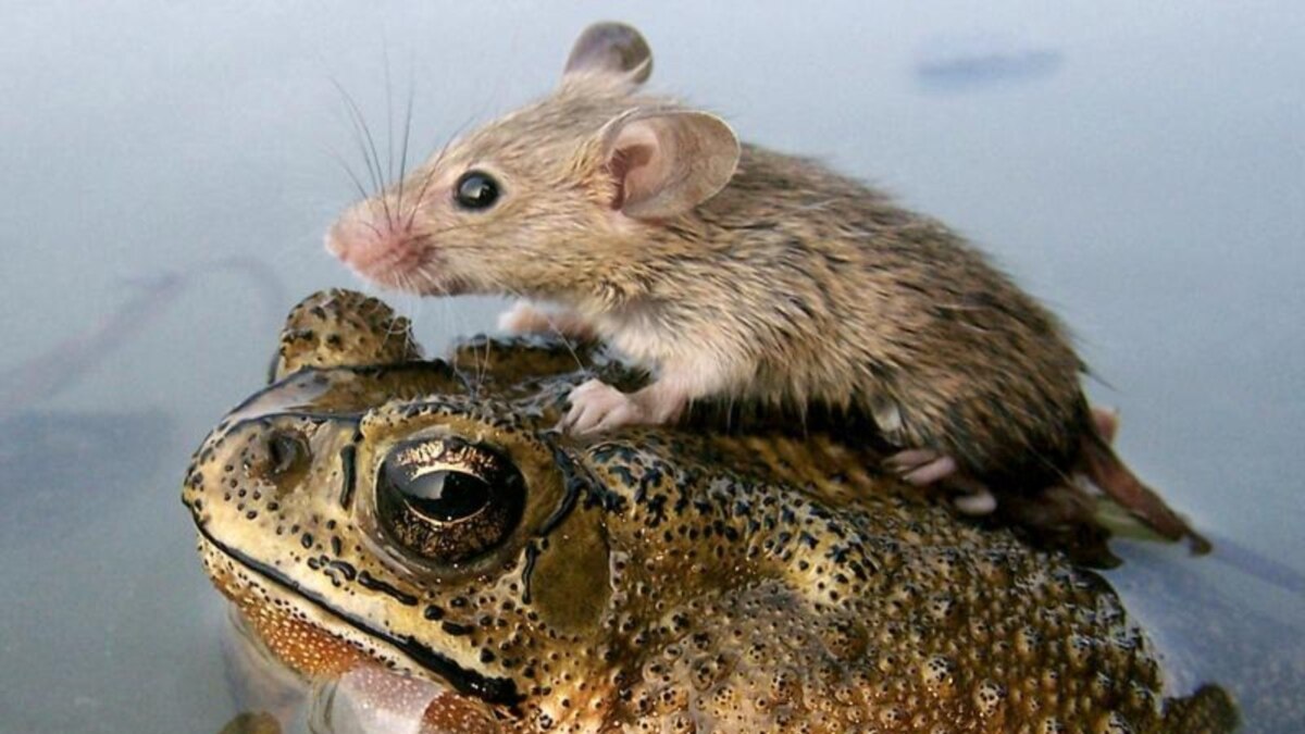 Decouverte D Une Premiere Grenouille A Avoir Accouche Des Tetards