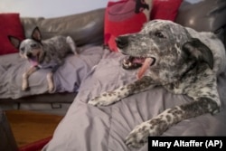 In this Thursday, January 31, 2019, photo Plop, left, and Schmutzy, rescue dogs owned by Lisa Topol, are seen in New York. Topol recently had the DNA tested for both dogs.