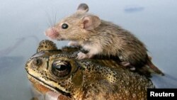 Une grénouille avec une souris accrochée sur son dos dans une flaque d'eaux dans la ville indienne de Lucknow Nord 30 Juin, 2006. 