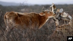 Mộc con bò cố gặm cây xương rồng khô trên một cánh đồng hạn hán gần thành phố Torreon, Mexico. 