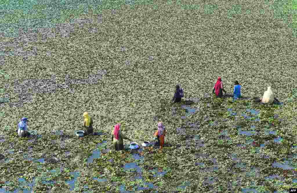 Pakistani laborers harvest water chestnut from a field in Lahore, Pakistan.