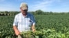 在爱荷华州拉科纳的农场里，农民兰迪·米勒在他的大豆田里（2019年8月22日）。