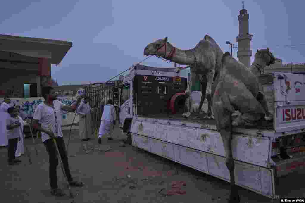 Some camels arrive on foot, while others are trucked in. Animal welfare activists say the journey is no easier for those who arrive on trucks. The startled animals are sometimes beaten when they hesitate to climb on or off the vehicles.