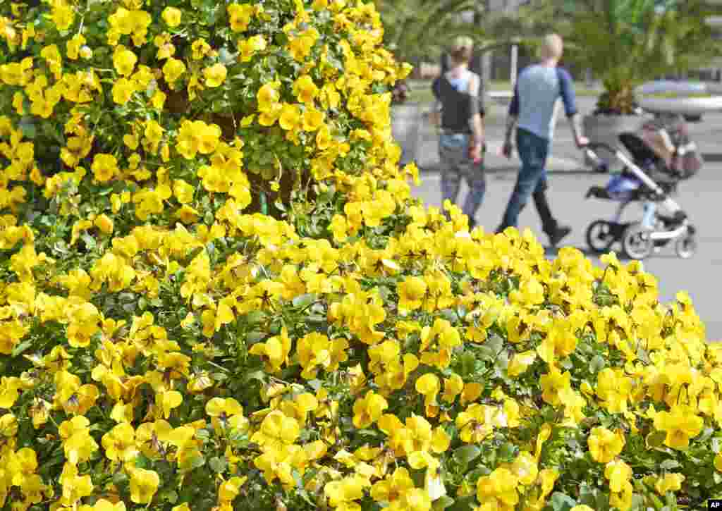 People walk behind viola flowers at the horticultural exhibition 'ega' in Erfurt, central Germany. Weather forecasts predict sunny weather for Germany in the next few days.