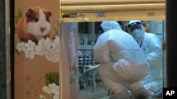 Staff members from the Agriculture, Fisheries and Conservation Department investigate in a pet shop closed after some pet hamsters reportedly tested positive for the coronavirus, in Hong Kong, Jan. 18, 2022.