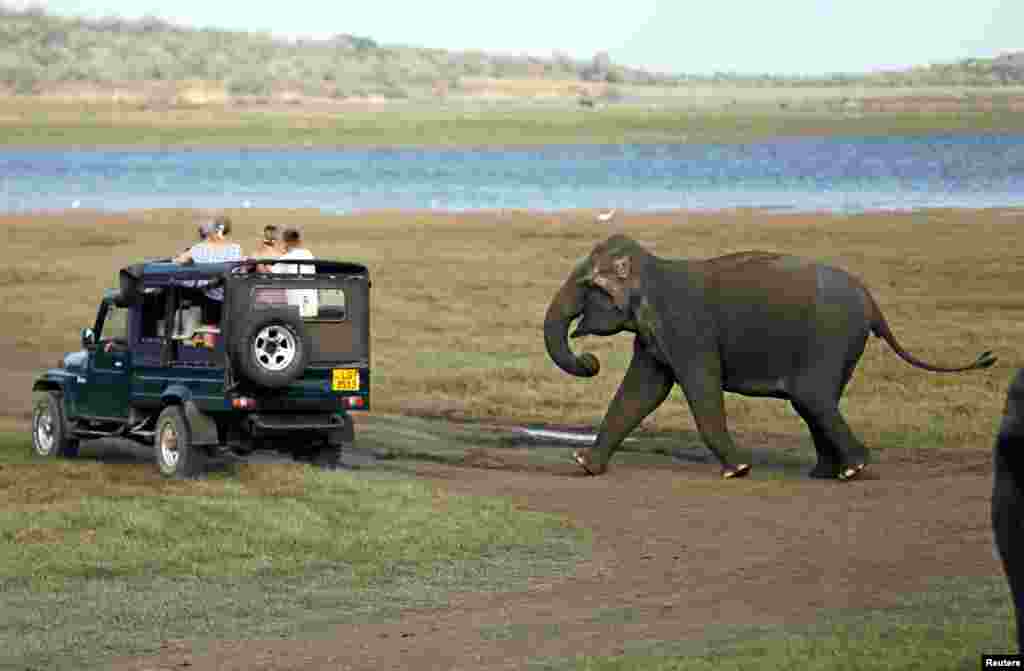 A wild elephant chases a safari tour jeep at the Kaudulla National Park in Habarana, Sri Lanka, July 30, 2018.