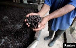 A man examines cocoa beans at La Calera farm in Granada, Nicaragua, July 21, 2017.